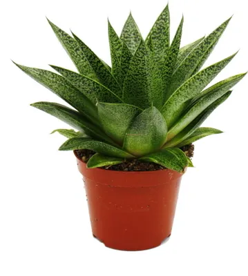 Obrázok produktu pre Sukulent - Gastéria D Tiga - Gastéria - 8,5cm kvetiná?