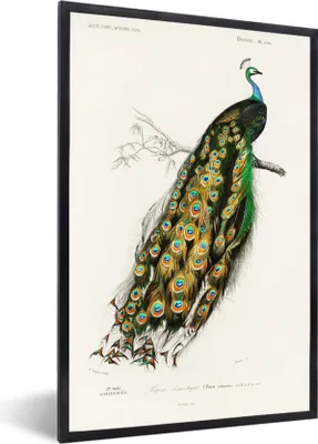 Produktbild von MuchoWow® MuchoWow® Gerahmtes Poster Vogel - Pfau - Vintage 40x60 cm - Poster mit zchwarzem Bilderrahmen - Papierdruck - Wandbilder