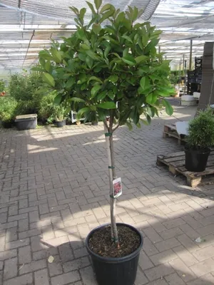 Produktbild von Photinia fraseri Little Red Robin - Glanzmispel Little Red Robin - Hochstamm 80