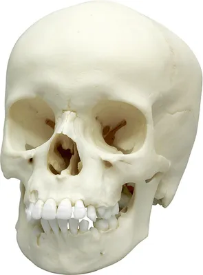 Image de Crâne d'enfant, 9 ans