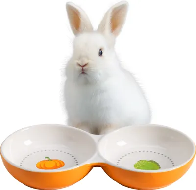 Produktbild von Navaris 2x Fressnapf für Kätzchen Meerschweinchen Hasen - Doppelter Futternapf kleine Katze Keramik - Fressnäpfe für kleine Tiere - Hamster Futternapf