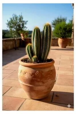 Produktbild von Pilosocereus pachycladus, Säulenkaktus, Kakteengruppe, 5-6 Pflanzen, 17er Topf