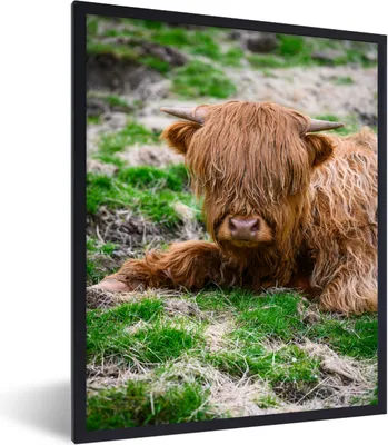 Produktbild von MuchoWow® Gerahmtes Poster Schottischer Highlander - Heu - Gras 60x80 cm - Poster mit Schwarzem Bilderrahmen Wandposter Rahmen Foto Bilder - Premium - Wanddeko Wohnzimmer