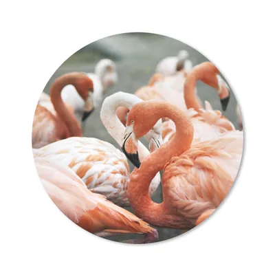 Produktbild von MuchoWow® Mauspad Mousepad Gruppe von rosa Flamingos auf den Teichen 30x30 cm - Mousepads - Maus Mat - Pad - Mausunterlage - Tischunterlage - Schreibtischmatten