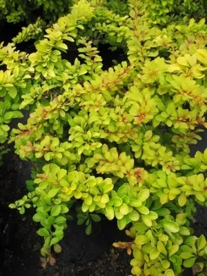 Produktbild von Gelbrote Berberitze Diabolicum - Berberis thunbergii 20-30cm