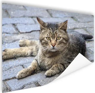 Produktbild von MuchoWow® Poster Katze - Tier - Braun - Mädchen - Kinder - Jungen - Kind 180x120 cm - Fotoplakat
