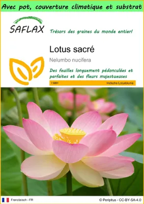 Image de SAFLAX Garden to go - Lotus sacré - 8 graines - Nelumbo