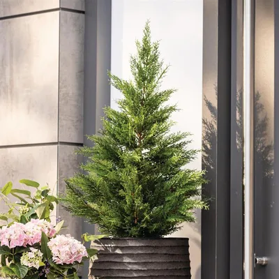 Produktbild von Kunstpflanze "Konifere" künstliche Pflanze wie echt, 91 cm hoch, Kunstbaum im Topf, Kunstpflanzen immergrün