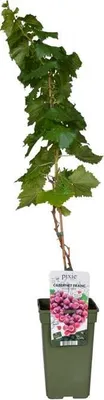 Zdjęcie produktu dla Vitis Pixie 'Cabernet Franc' - mini winorośl, winorośl karłowata 50-70 cm, wytrzymała roślina doniczkowa do ogrodu, na taras i balkon