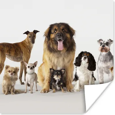 Produktbild von MuchoWow® Poster Gruppenbild von Hunden 100x100 cm - Babyzimmer