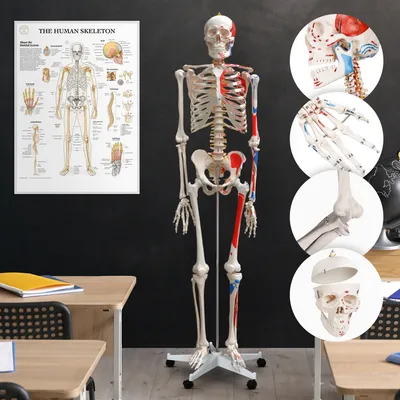 Produktbild von Jago® Anatomie Skelett - Lebensgroß, mit Poster, Ständer, Beweglich, abnehmbare Gliedmaßen - Menschliches Skelett, Anatomisches Körpermodell
