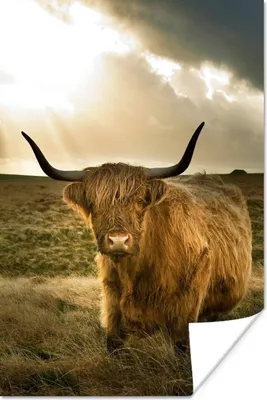 Produktbild von MuchoWow® Poster Schottischer Hochländer - Sonne - Tiere 80x120 cm - Papierdruck