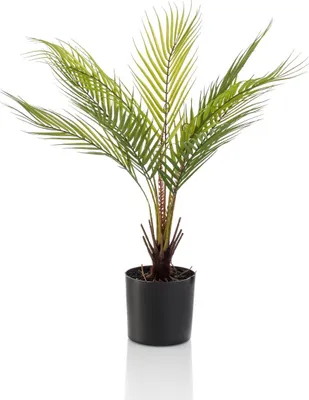 Produktbild von artplants.de Deko Bergpalme AIKU, 50cm - Kunststoff Palme