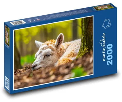 Obrázek produktu pro Puzzle 2000 Alpaka v jarním lese - martinpuzzle