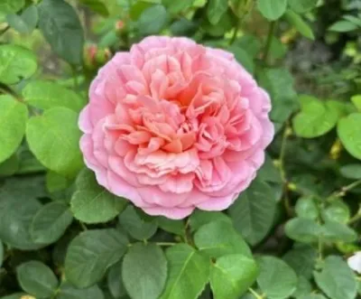 Produktbild von Englische Strauchrose Eustacia Vye - Syn. Sts. Francis and Claire - Duft+++++ - Austin Rosen