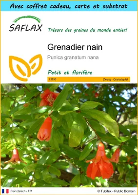 Image de SAFLAX Ensemble-cadeau - Grenadier nain - 50 graines - Punica