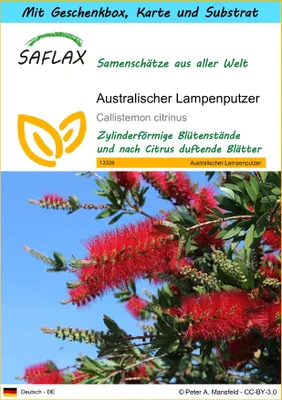 Produktbild von SAFLAX - Geschenk Set - Australischer Lampenputzer - 400 Samen - Mit Geschenk- / Versandbox, Versandaufkleber, Geschenkkarte und Anzuchtsubstrat - Callistemon citrinus