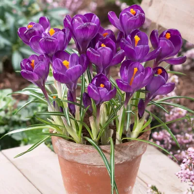 Imagen del producto de Bulbos de crocus, resistentes al invierno y perennes - Flower Record - 50 bulbos de flores exclusivos - Plantas auténticas de Holanda - para jardín, balcón y macetas (no semillas, no artificiales)