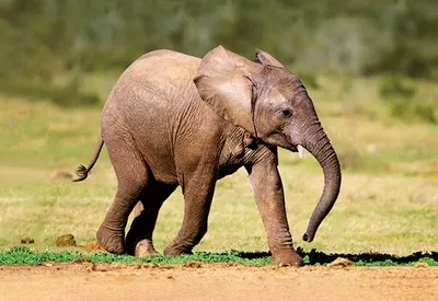 Produktbild von 3 D Ansichtskarte Elefanten Baby, Afrika Postkarte Wackelkarte Hologrammkarte Tiere Elefant