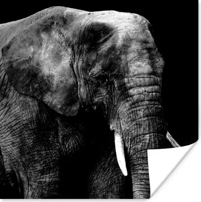 Produktbild von MuchoWow® Poster Elefant - Zähne - Schwarz - Weiß 100x100 cm - Babyzimmer