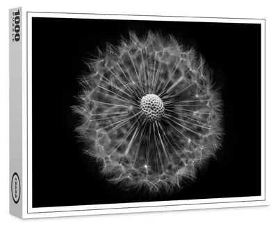 Produktbild von raxxa Premium-Puzzle "Pusteblume 2", 1000 Teile