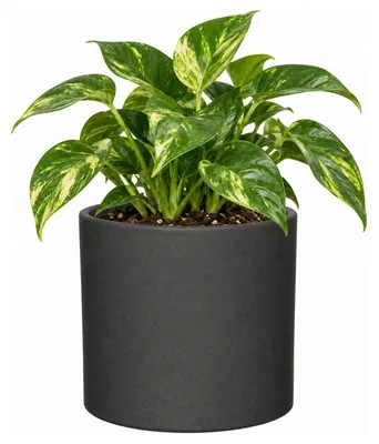 Produktbild von Mica Decorations Blumentopf - grau - Keramik - 17 x 14 cm