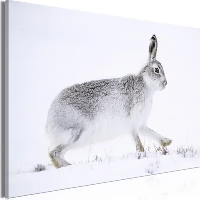 Produktbild von Vliesstoff Leinwandbild - Hare (1 Part) Wide 120x80 cm Tiere g-B-0123-b-a