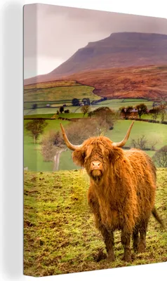Produktbild von OneMillionCanvasses® - Leinwandbilder - 90x140 cm, Schottische Hochlandrind - Berge - Natur, Wandbilder Wohnzimmer Hochland Rind - Tier Wanddekoration - Hochland Rind - Kuh - Gemälde auf Holzrahmen  - Wandschmucke - Schlafzimmer
