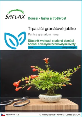 Obrázek produktu pro SAFLAX - Trpasličí granátové jablko - Punica granatum nana - 50 Semena