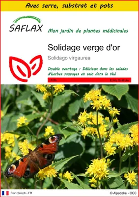 Image de SAFLAX Ensemble de culture - Solidage verge d'or - 100 graines - Solidago