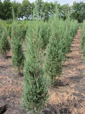 Produktbild von Juniperus scopulorum Blue Pyramid - Blauer Raketenwacholder 40-60