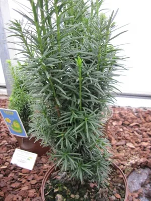 Produktbild von Taxus baccata fastigiata Sibirica - Säuleneibe Sibirica - 30-40