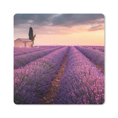 Produktbild von MuchoWow® Mauspad Mousepad Lavendel - Blumen - Lila - Feld 30x30 cm - Mousepads - Maus Mat - Pad - Mausunterlage - Gaming