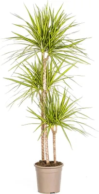 Zdjęcie produktu dla Smocze drzewo - Dracaena marginata "Sunray" - Sunray - 130-150cm wysoko?ci