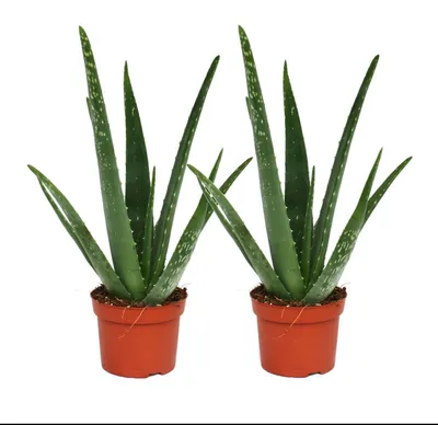 Produktbild von 2er-Set – Aloe vera – ca. 2 Jahre alt – 10,5 cm Topf