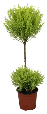 Immagine prodotto di Cupressus Goldcrest Wilma - 50-60cm - Ø14cm - Pianta d'appartamento - Sempreverde