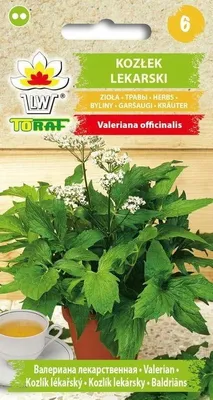 Zdjęcie produktu dla Nasiona ziół Kozłek Lekarski zioła - Toraf 296