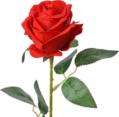 Immagine prodotto di Fiore artificiale Clayre & Eef Rosa 50 cm Rosso Cotone