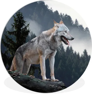 Produktbild von MuchoWow® Rundes Wandbild - Runde Bilder Wolf - Tier - Wald Ø 90 cm Kreis Wanddekoration Kunststoff - Wandkreis - Wandschmuck - Wand-Kreis - Wohnzimmer - Bild - Runde - Wanddeko - Dibond - Kunstdrucke