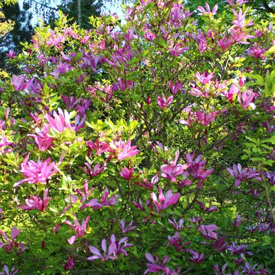 Zdjęcie produktu dla Purple Magnolia Magnolia Susan - Krzew - Kwiaty ciemnorózowe - Niewymagajaca