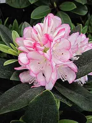 Produktbild von Rhododendron Hybride Picotee - Großblumige Alpenrose 40 - 50 cm
