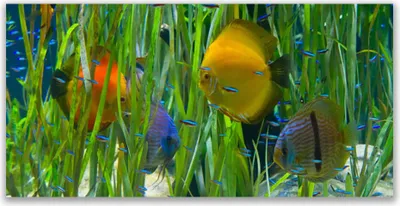 Produktbild von Glasbilder 140x70 Wandbild Druck auf Glas Fische Natur