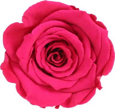 Produktbild von Infinity Rose L Ø5cm konserviert stabilisiert haltbar Rosenkopf ewige Rosenblüte 1 St. Kirsche (pin03)