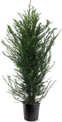 Image de If Taxus baccata Haie d'env. 140 cm - Plante de haie à feuilles persistantes, opaque & facile d'entretien, idéale comme protection visuelle dans le jardin ou le jardin de devant