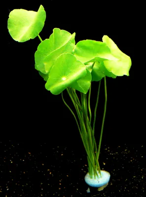 Produktbild von 1 Bund Amer. Wassernabel (Hydrocotyle Verticillata)
