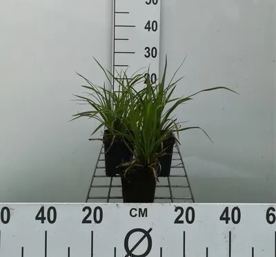 Produktbild von 6 x  Carex morrowii - Japanische Segge - Topf 9 x 9 cm
