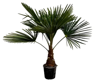 Produktbild von Trachycarpus Fortuneii - Chinesische Fächerpalme - Höhe 90-110 cm - Winterhart - Gartenpflanze - Topfgröße Ø21cm