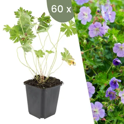 Image de Plants by Frank | 6 Plantes de géranium | Geranium 'Rozanne' | Couvre-sol rustique | Vivaces rustiques | Plantes de jardin