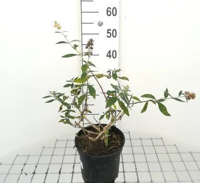 Obrázok produktu pre Buddleja weyeriana 'Sungold' - Motýlí ker 40- 60 cm kontajner