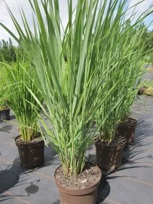 Produktbild von Panicum virgatum Northwind - Rutenhirse Nordwind